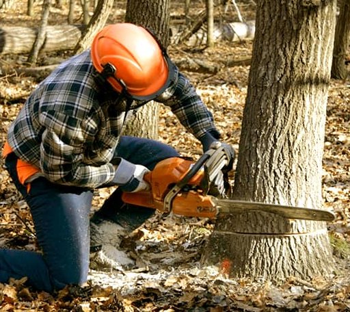 Tree Removal in Middle River, MN